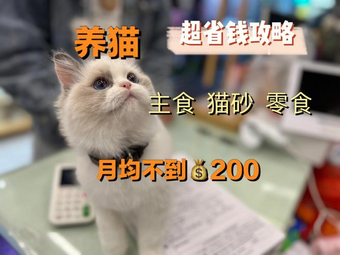 5个月猫吃什么加强营养？（养猫蟹）