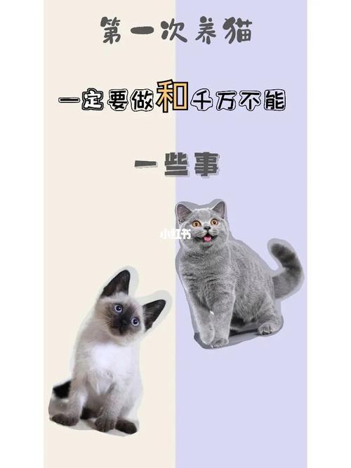 第一次养猫发朋友圈文案？（养猫文案朋友圈）