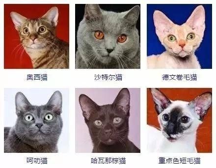 猫的名字别称？（养猫妃）