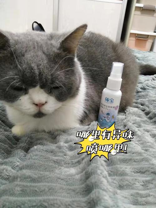 家里养猫如何去除猫味？（瓶养猫）