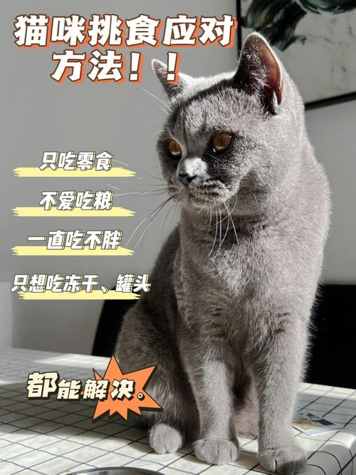 猫咪不爱吃食怎么办？（戒养猫）