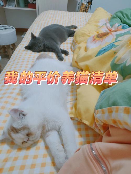 我想养猫怎么办？（养猫免）