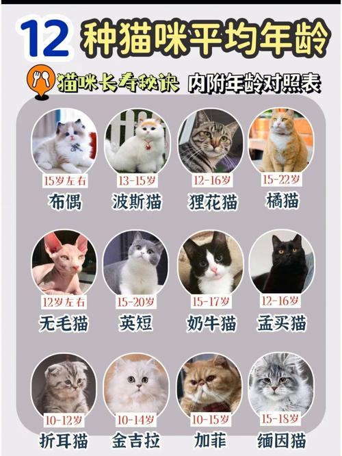 养猫爱好者快手怎么起名？（养猫m）