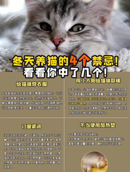 养猫的十大好处及禁忌？（养猫哦）