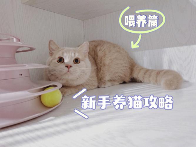 养猫怎么保持家里干净？（养猫卷）