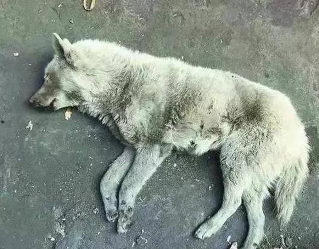 家养的狗有狂犬病吗？（养狗正常吗）