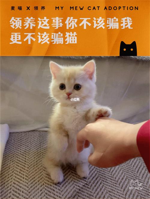 领养猫咪的正确方法？（宠物猫领养猫咪）