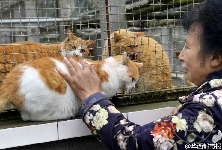 救助流浪猫最有效的方案？（流浪狗领养猫咪）