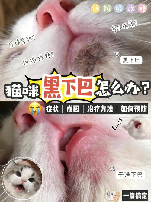 猫咪声音沙哑叫不出来怎么办？（领养猫咪黑下巴）