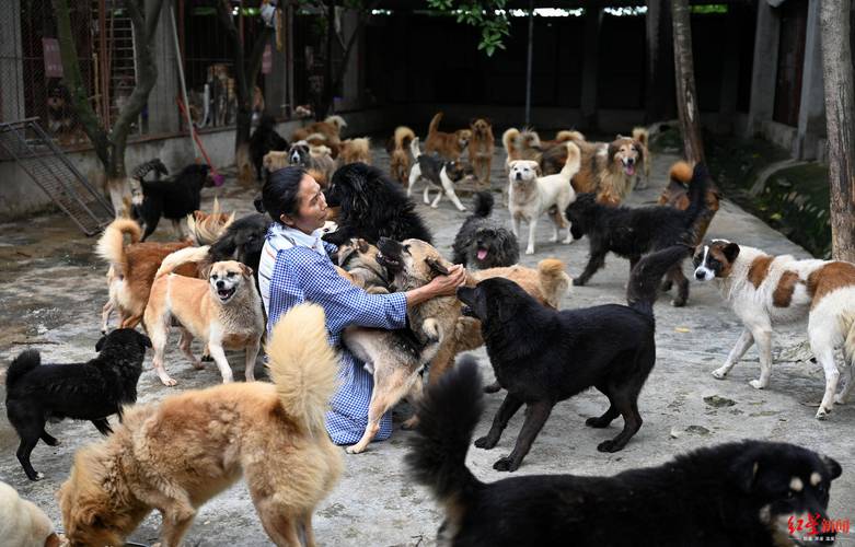 流浪猫救助的正确方法？（流浪狗领养猫猫）