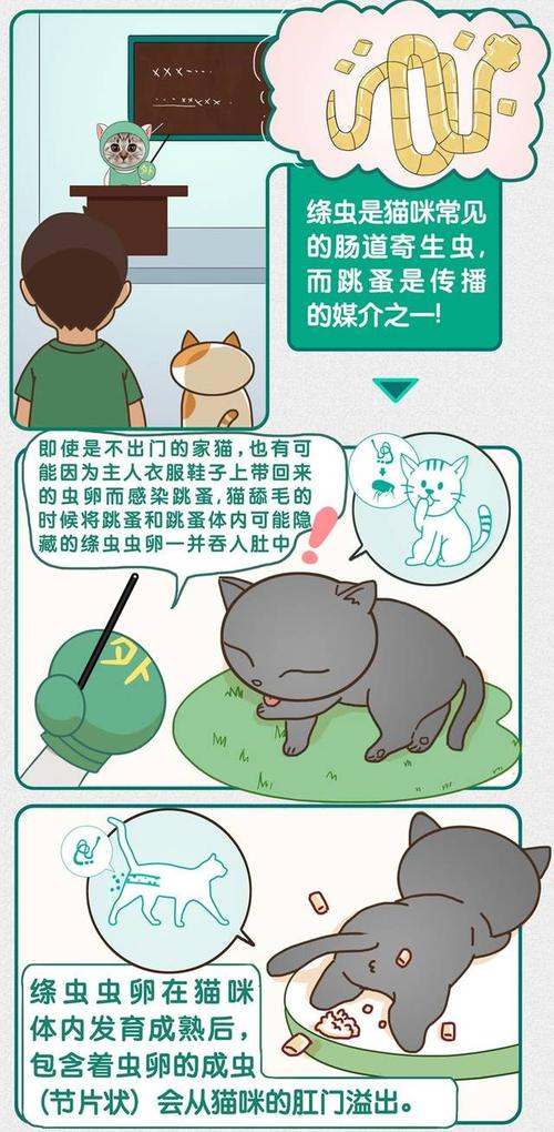 绦虫会传染给别的猫咪吗？（共养猫）