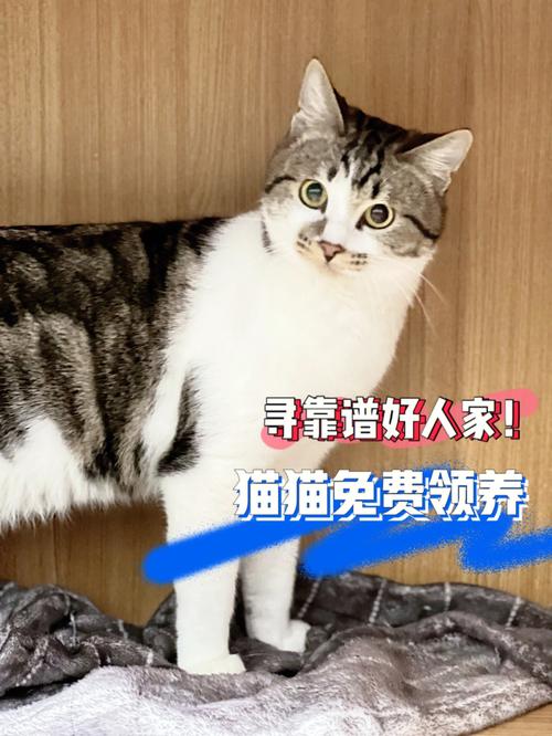 上海收养流程及费用？（猫猫领养猫上海）