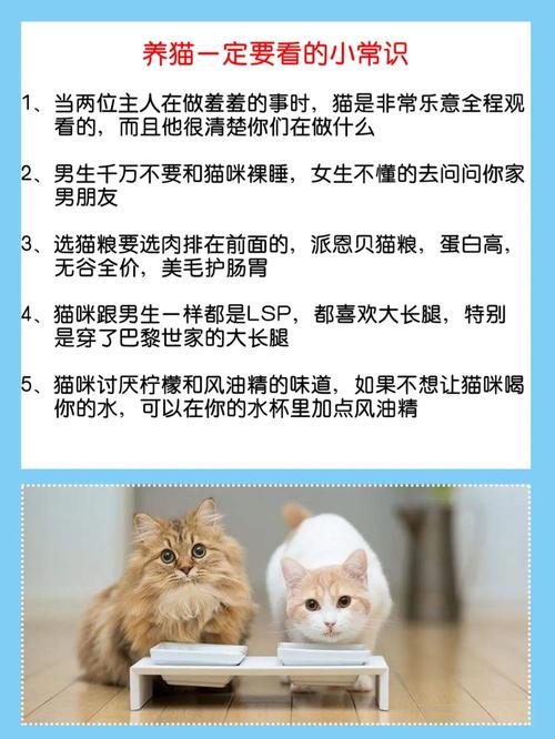 养猫的正常步骤？（怎样养猫需要）