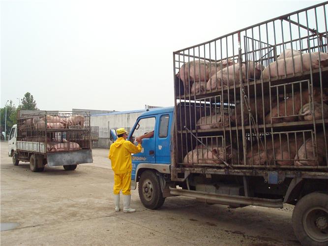 青州凯佳食品有限公司生产什么？（青州市生猪）