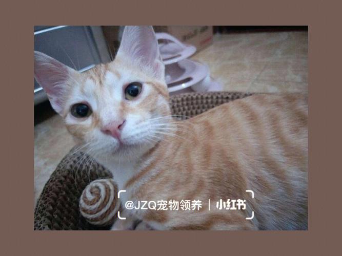 广州哪些地方可以买到猫？（广州宠物领养猫咪）