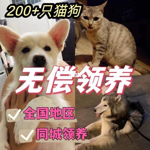 猫犬领养是什么意思？（宠物狗领养猫猫）