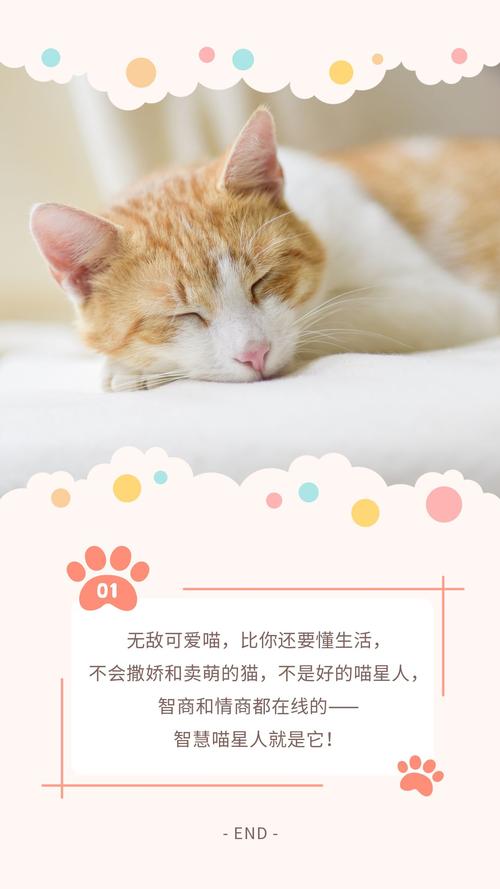 养猫治愈文案短句干净？（养猫文案配图）