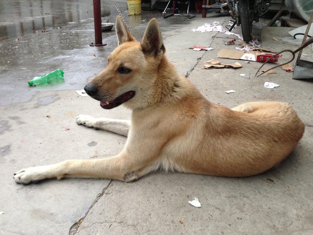 中华田园犬一个月花费？（养狗消费多少）