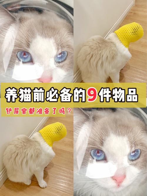 领养猫需要给哪些东西？（领养猫猫用品）