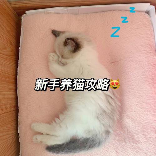 冬天没有暖气怎么养猫？（暗藏后悔养猫）