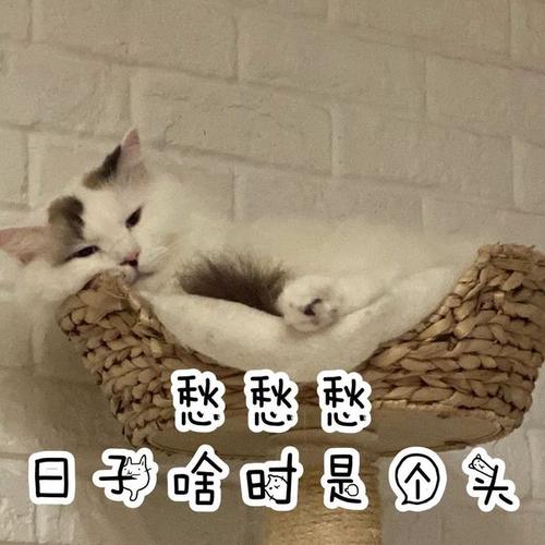 小猫咪文案沙雕？（养猫文案沙雕）