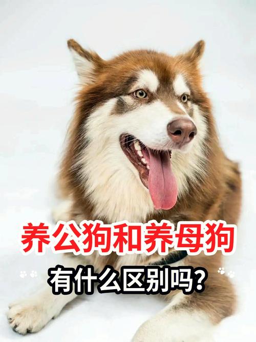 人家不要的狗送给了我好吗？（我想送养狗）