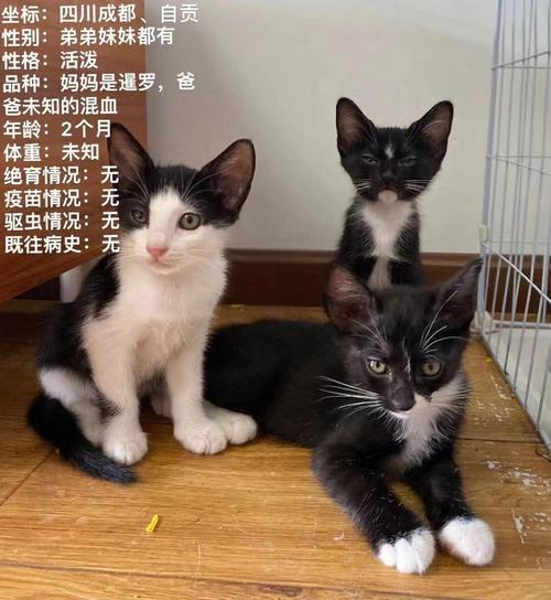 成都哪里有猫咪收容站？（成都领养猫广州）