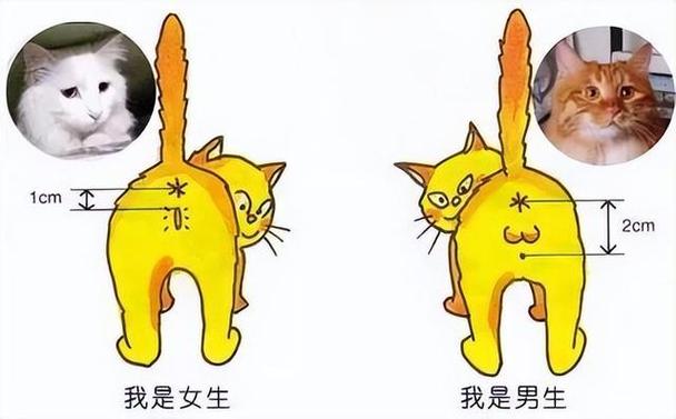 养猫的男生怎么谈恋爱？（养猫的女人和男人）