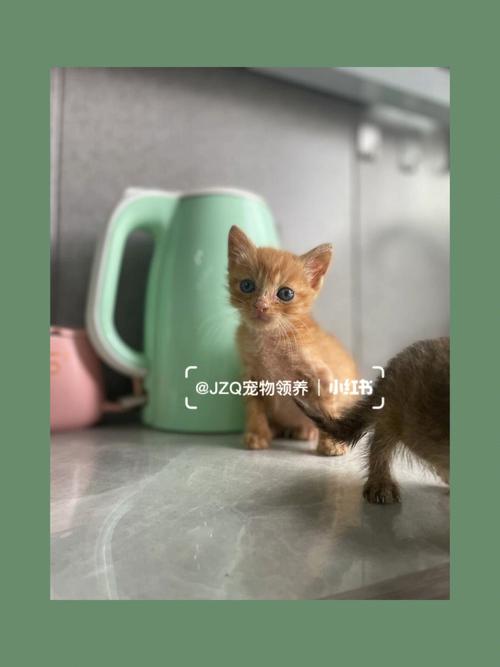 上海孤儿院有几个？（宠物猫领养猫上海）