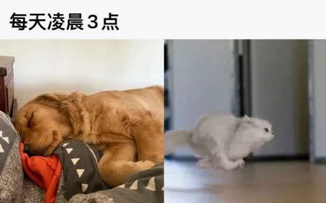 一个人睡寝室无聊养猫还是养狗？（人养狗睡觉）