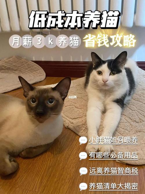 长期养猫咪的人会怎么样？（洁癖养猫好物）