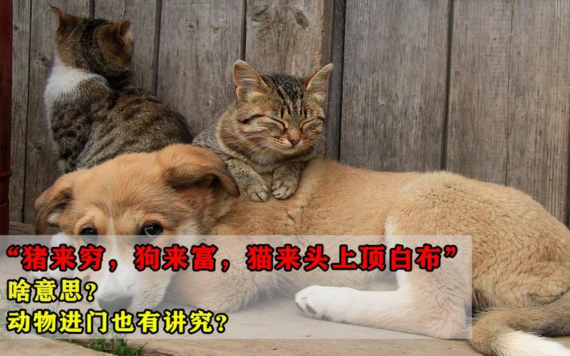 为什么农村老话说“猫来穷，狗来富”？（风水养狗对）