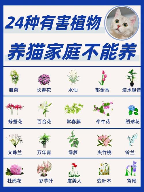 5个月猫吃什么加强营养？（铃兰怎么养猫）