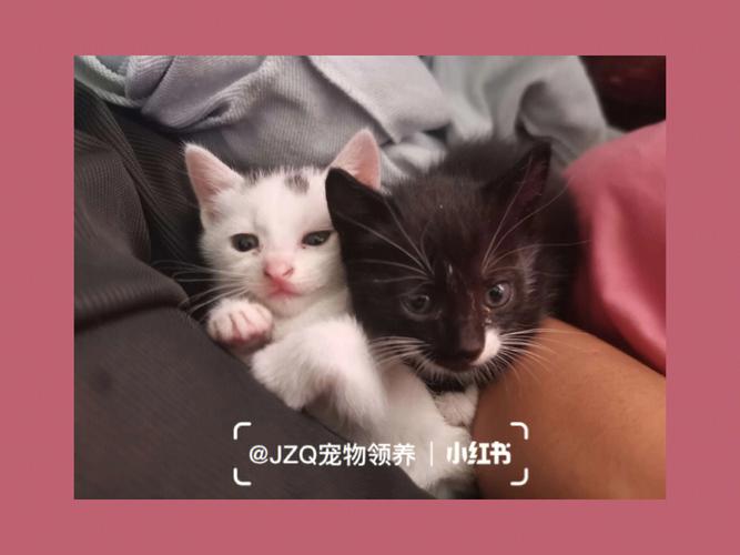 上海哪里可以领养宠物猫？（上海领养猫app）