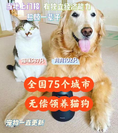 厦门哪里可以办离婚？（厦门宠物领养猫咪）