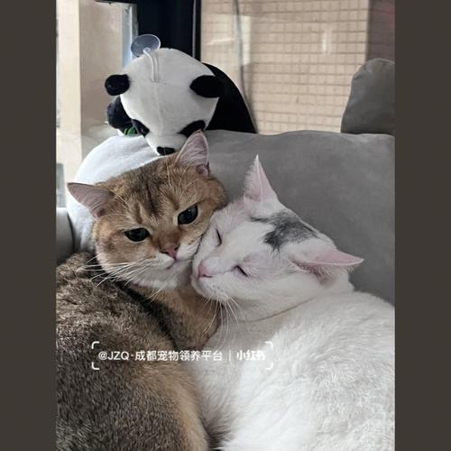 淘宝上的领养猫是真的吗？（电视剧领养猫猫）