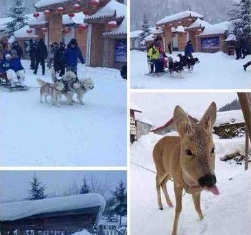 为什么土猎犬是广西的？（狍子养的狗）