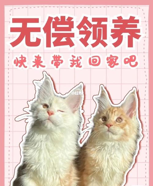 领养小猫文案？（求领养猫咪图片）