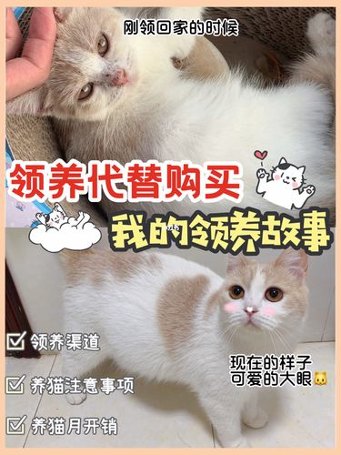 准备去接领养的猫咪，需要带些什么呢？（如何领养猫咪用品）