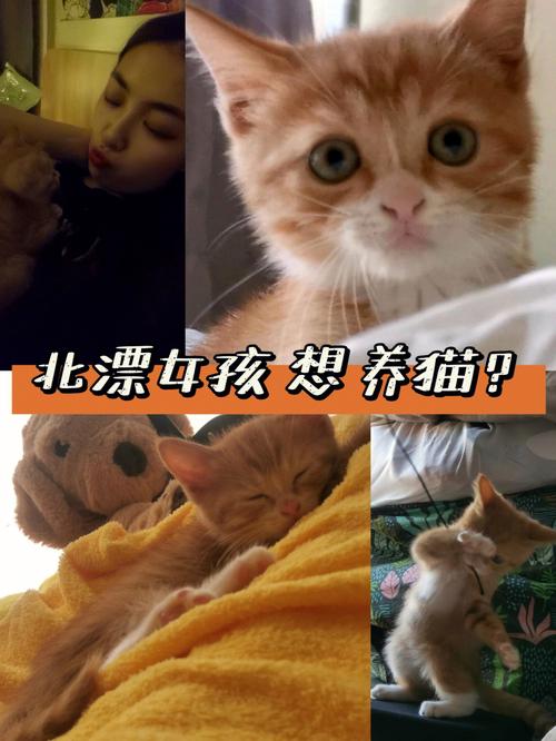 女孩突然养猫是什么心理？（养猫的女子）