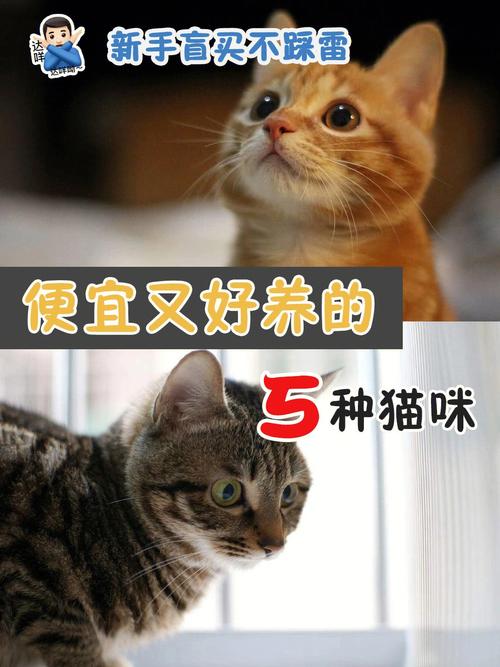 宠物什么好养便宜？（懶畫眉新手养猫）