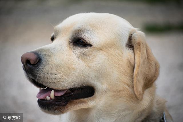 布拉多犬优缺点？（甲状腺能养狗）