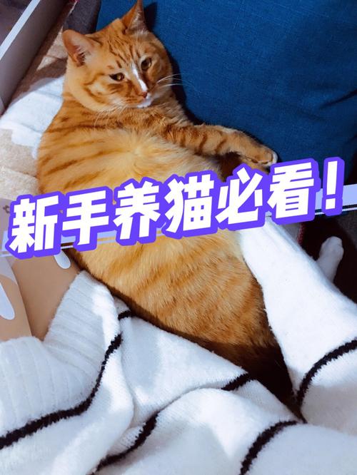 叛逆期的孩子养猫能缓解压力吗？（女儿要富养猫）