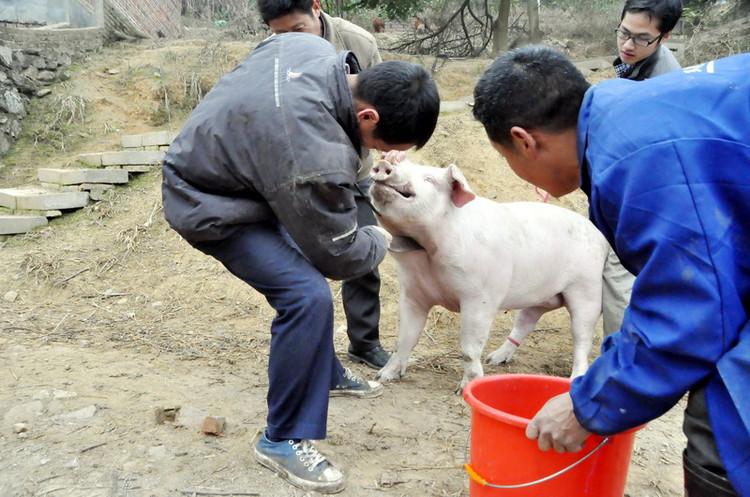 私人杀猪犯法吗？（饲养生猪无证）