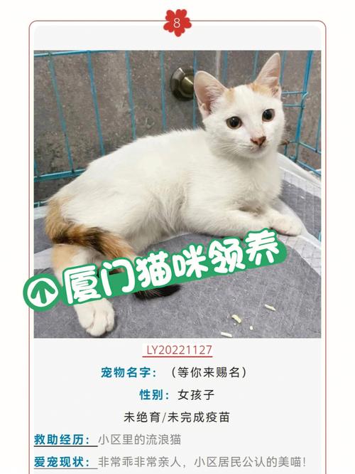 石家庄宠物医院哪家好？（石家庄宠物领养猫猫）