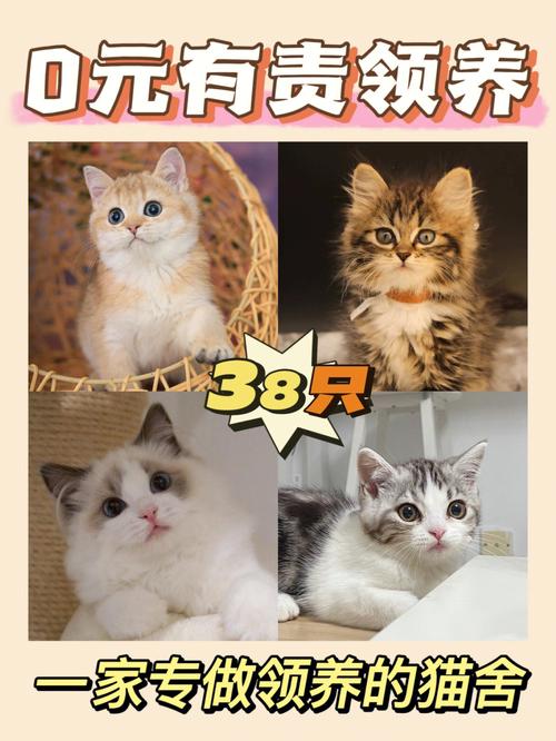 广州哪里有可以免费领养猫的吗？（广州宠物猫领养猫咪）