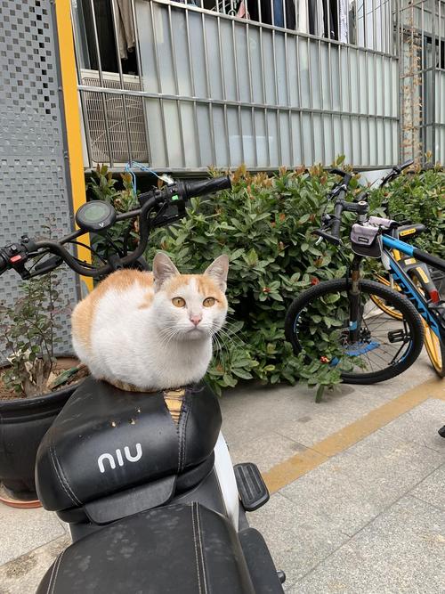 外地电动车可以进入上海吗？（无锡宠物领养猫上海）