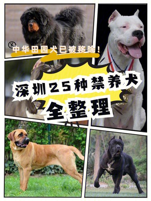 什么护卫犬不禁养？（贵族不养狗）