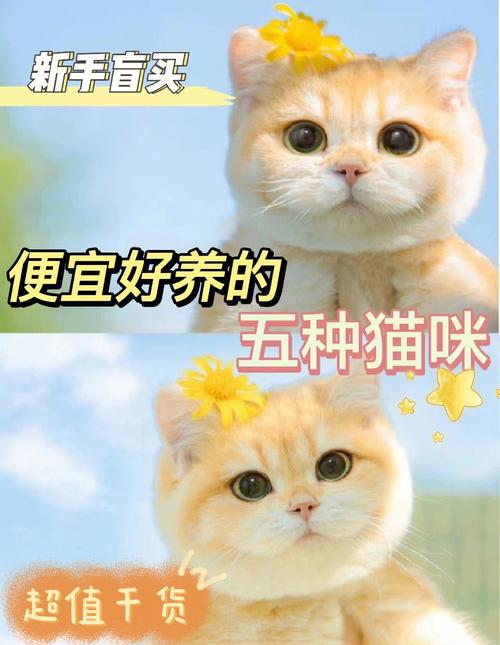 养什么猫寓意好？（加养猫好物种）