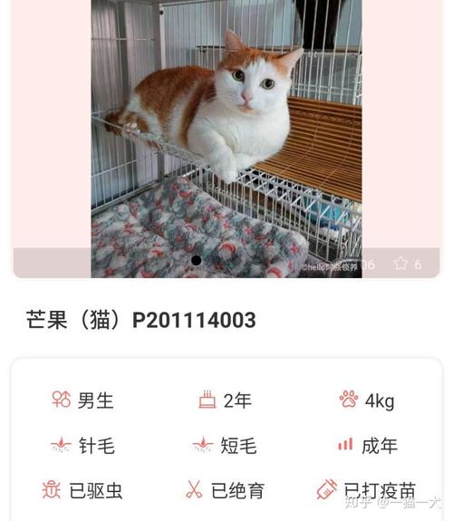 京东石家庄到广州要几天？（石家庄宠物领养猫广州）